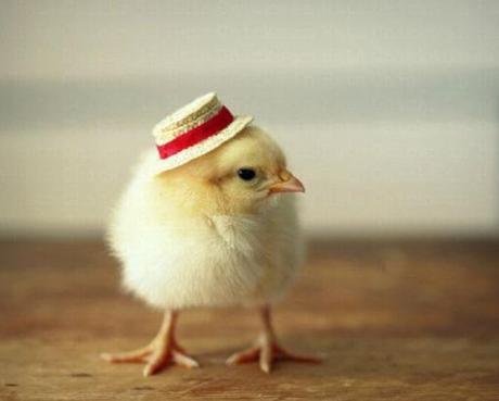 Baby Chick in a Straw Hat