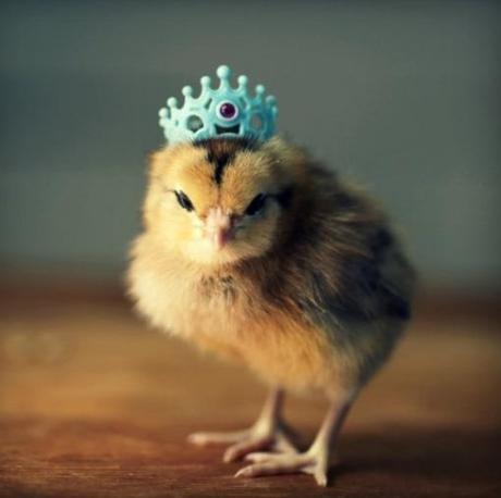 Top 10 Baby Chicks in Hats