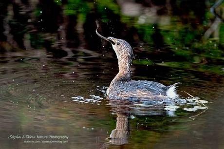 Grebe-with-Snake-5-wLogo