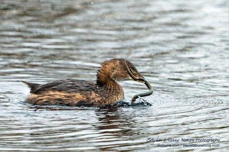 Grebe-with-Snake-7