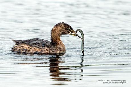 Grebe-with-Swamp-Eel