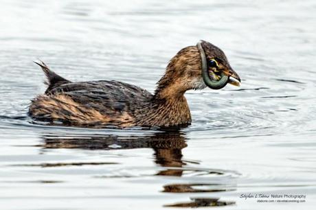 Grebe-with-Swamp-Eel