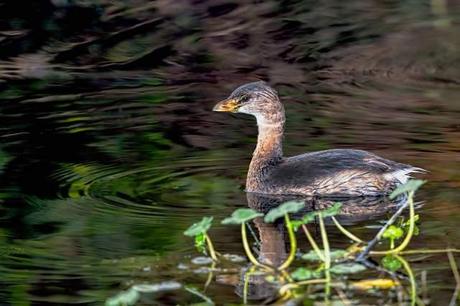 Pied-billed-Grebe