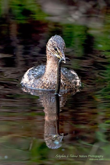 Grebe-with-Snake