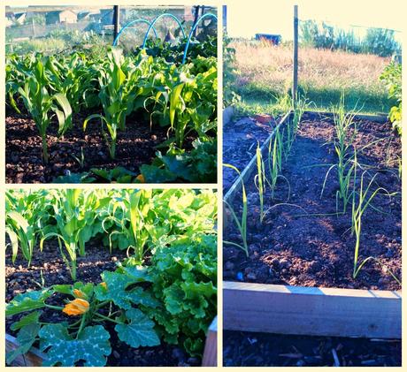 Evening delight at the Lottie