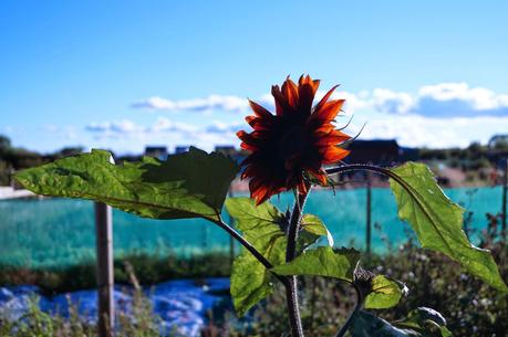 Evening delight at the Lottie