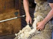 Sheep Killed, Punched, Stomped Wool