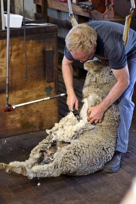 Sheep Killed, Punched, Stomped on, and Cut for Wool