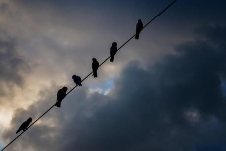 galahs sitting on a cable