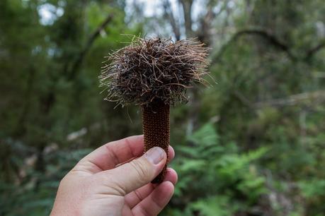 seed pod from fern