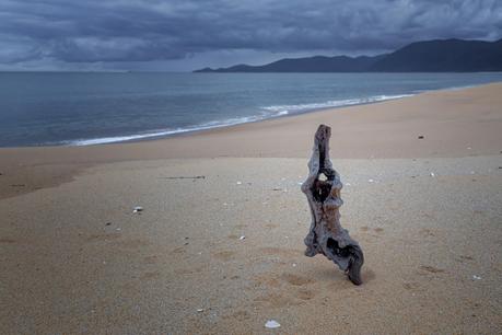 buried timber on five mile beach wilsons promontory