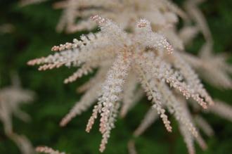 Aruncus dioicus 'Kneiffii' Flower (16/06/2014, Dunvegan Castle, Isle of Skye, Scotland)