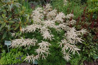 Aruncus dioicus 'Kneiffii' (16/06/2014, Dunvegan Castle, Isle of Skye, Scotland)