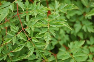 Aruncus dioicus 'Kneiffii' Leaf (16/06/2014, Dunvegan Castle, Isle of Skye, Scotland)