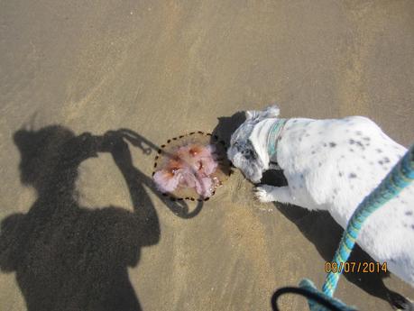 Mullaghmore July 2014