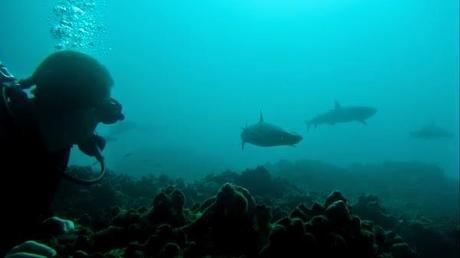 Scuba Diving in the Galapagos - Do It!