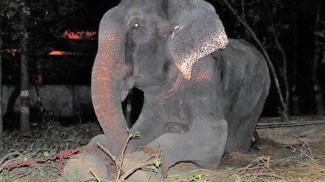 Raju the elephant slave meets his new family