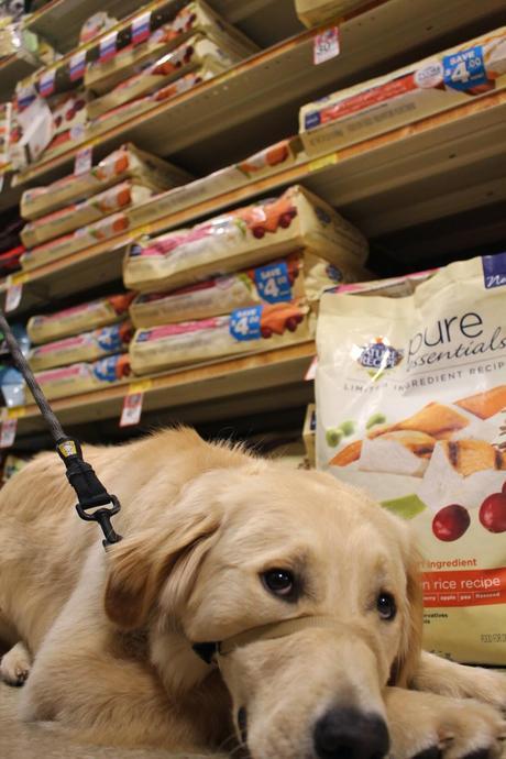 Taking The Guesswork Out Of Puppy Food #Pure Essentials