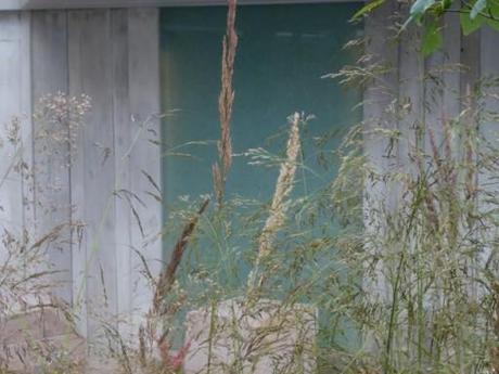 soft floaty grasses in the foreground, opaque glass in the background
