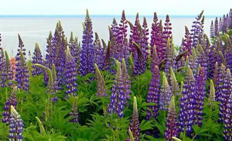 lupines by Janet Wachter