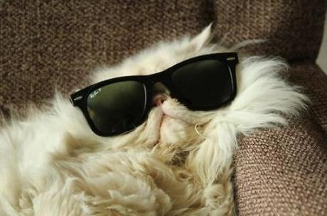Top 10 Laid Back Cats