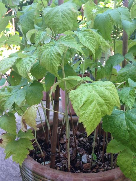 Raspberry pruning