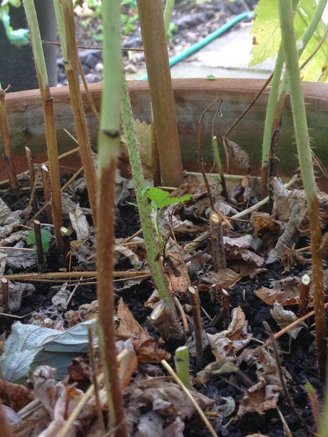 Raspberry pruning