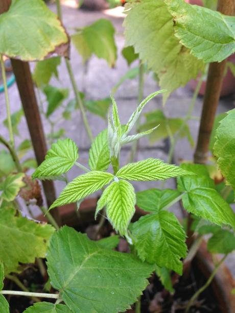 Raspberry pruning