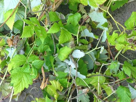 Raspberry pruning