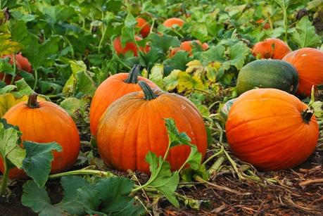 Pumpkin beers will start being seen on the shelves in less than a week. Too Soon?