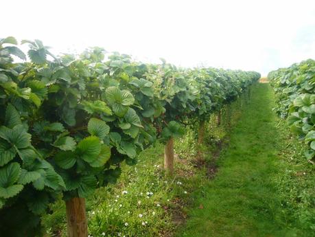 SUMMER BUCKET LIST// Strawberry Picking