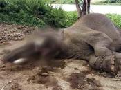 Elephant Starred Hollywood Film Killed Poachers Thailand