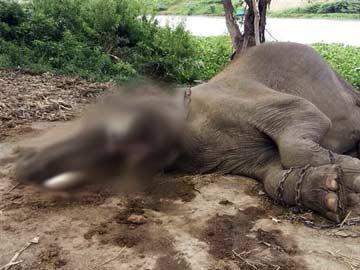 Klao, a 50-year-old elephant lies dead with its tusks were taken off on the ground in Ayutthaya province, central Thailand.