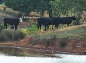 "follow Jesus"? "saved Jesus?"