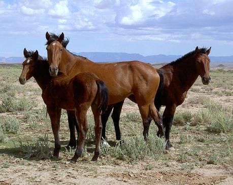BLM, Cattle, Wild Horses, and Biodiversity on Western U. S. Ranges