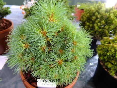 Pinus mugo 'Sea Urchin'