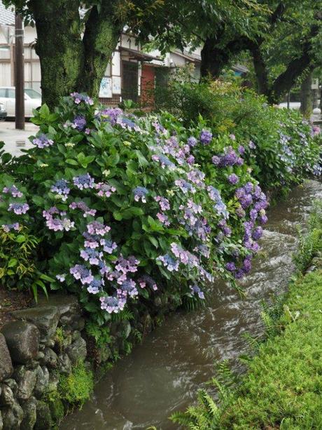 P6280179 紫陽花に染まる上州小幡のまちなみ / Obata is dyed by hydrangeas