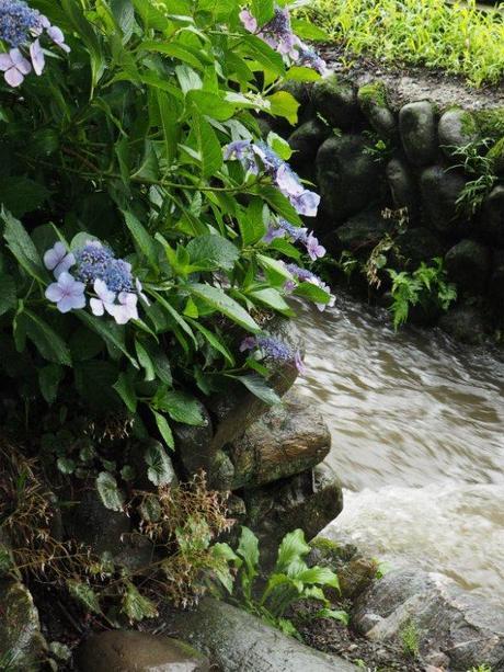 P6280177 紫陽花に染まる上州小幡のまちなみ / Obata is dyed by hydrangeas