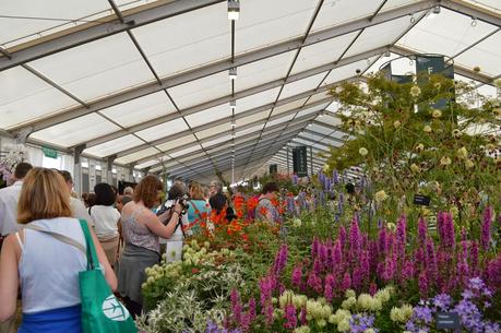 A visit to Hampton Court Flower Show