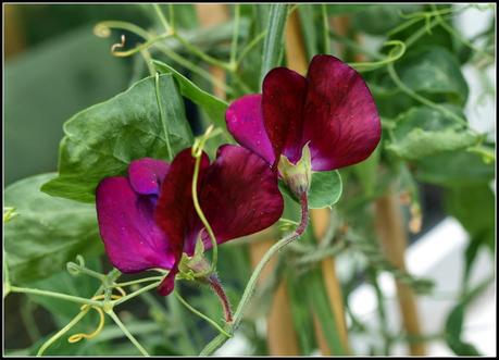 Sweet Pea Gallery