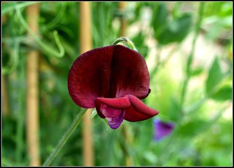 Sweet Pea Gallery