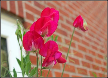 Sweet Pea Gallery