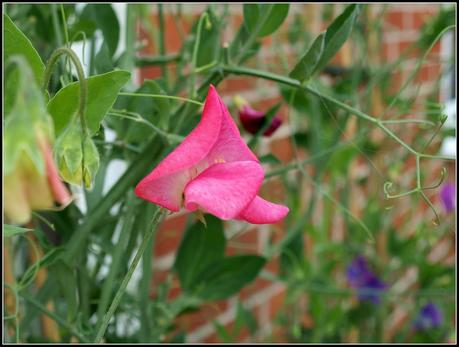 Sweet Pea Gallery