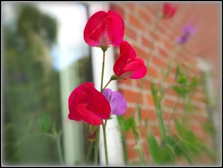 Sweet Pea Gallery