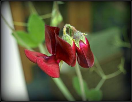 Sweet Pea Gallery