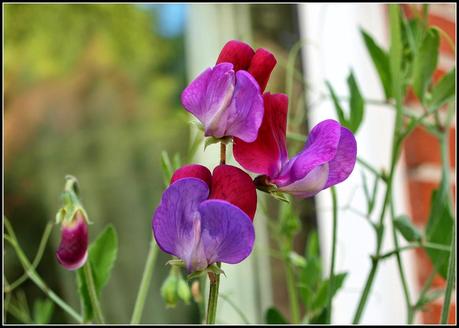 Sweet Pea Gallery