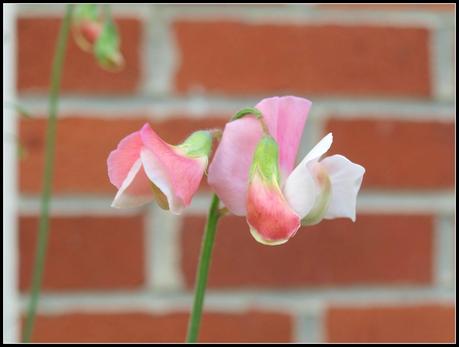 Sweet Pea Gallery