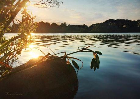 African Rhythms and Summer Landscapes