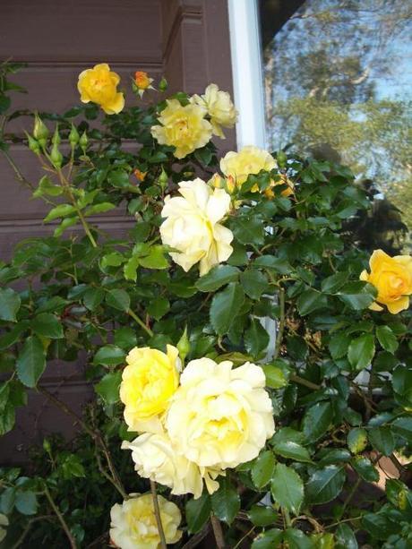 yellow roses1 (2)