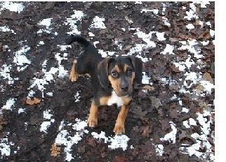 Providing For Pets In Your Will